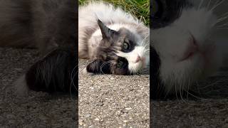 Beautiful Main Coon Cat 🤍🐈