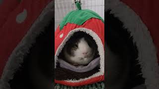 planning world domination is hard #animals #funny #youtubeshorts sound credit @walterthecatt