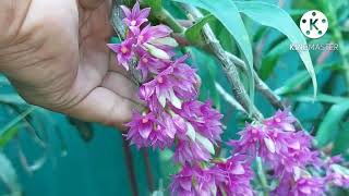 #Dendrobium_Orchid_propagation ?? #Assam_Orchid #How to potting dendrobium orchid?