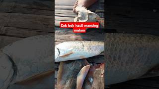 cek Bok hasil mancing malam di Bagan  #shorts #hasil  #mancing #mancingdibagan #fypviral