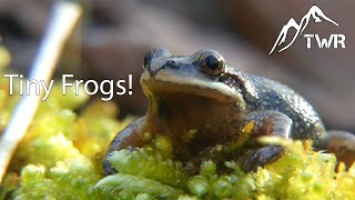 Catching Tiny Frogs The Size Of My Fingernail!