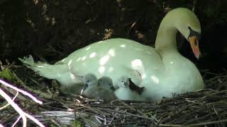 Schwanennachwuchs am Inselteich im Mai 2018.