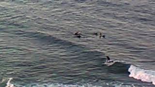 Surfing Sunshine Coast Shelly Beach Australia in Queensland