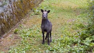 Brief encounter with a Japanese serow in Tono, Iwate