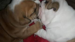 English Bulldog Pups Kissing