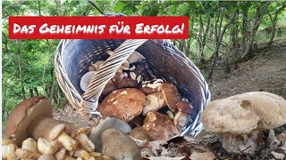 Gigantische Steinpilze Ende Mai - Geheimtipp zum sammeln