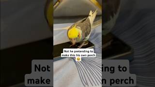 Jojo wants his personal 📱🙆🏻 #shorts #cockatiel #cutebird #trending #viralvideo #petbird #pets#funny