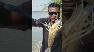 golcondafishing 🎣/hyderabad fishing 🎣/tiger parwns #fish #fishingfreaks #subscribe #fishinglife