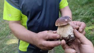 boletus llenando el canasto de robezuelos , macrolepiotas 🙂🙂🙂🍄🍄🍄