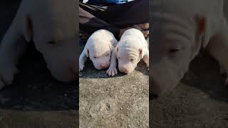 bully puppies for sale. top quality puppy . intrested parties contact 9816135196