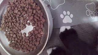 cat pov: kitten's afternoon snack