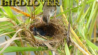 Rarest bird in the world feeding new born.