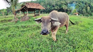 Suasana Pedesaan Yang Damai di Sore Hari, Kampung Terpencil Yang Tenang Untuk Melepas Lelah