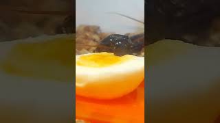 Madagascar Hissing Cockroach eating Egg 🥚 😋 🪳