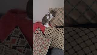 cute bunny obstacle course w/pillows! (Carl the Holland Lop)