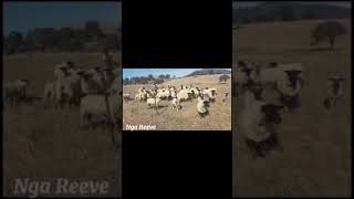 Nông trại cừu ở Úc! Sheep farm in Australia!