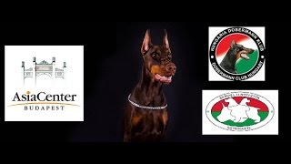 A Hungária Dobermann Klub és a Spániel tenyésztők Egyesülete kutyakiállítása az AsiaCenterben