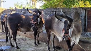 vadhiyara balad//kankrej balad//son_of_farmers_07