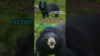 Top 20 Largest Land Carnivores: Asian Black Bear