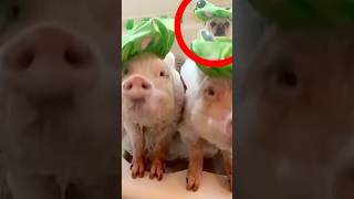 FUNNIEST VIDEOS ON THE INTERNET, PART 26 #animals #funnyanimals #funny