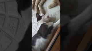 Cat laying down and fighting lol 🤣🤣