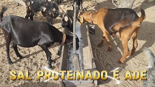 SAL BRANCO, SAL PROTEÍNADO E ADE NOS CAPRINOS.