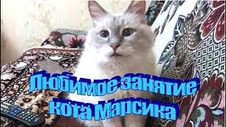 Любимое занятие кота Марсика