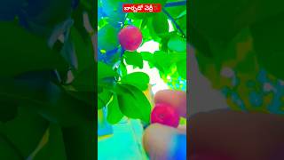 బార్బడో చెర్రీ🍒 #barbados #cherry #tasty #nature #fruit #shorts #fruits #trending #viralvideo #viral