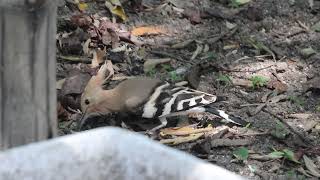 Eurasian Hoopoe #swiftly #picking #insects #birds #birdslife #birdsfood #birdsvideo #birding #4k