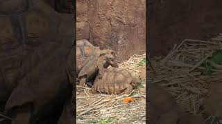 Schildkröten Akrobatik #shorts #animals