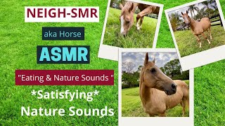 🐴 Horse Sneezing 🤧 God Bless You! | Eating ☘️ 🌿 🌾  #horse #asmr