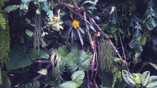 My Jungle Soundtrack for Gardening, Meditation and Sleep