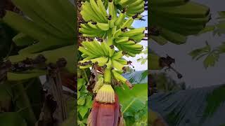 Saging