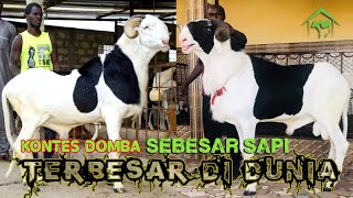 Ladoum Domba Terbesar dan Langka di Dunia Dari Senegal