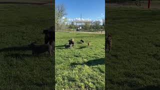 MICRO BULLY SISTERS || PEPPER & MISTY || MEETING OTHER DOGS || MAHANY DOG PARK || ROSEVILLE