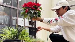 Cómo cuidar una flor de NocheBuena para que vuelva a florecer