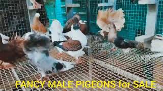 Fancy pigeons extra males for sale.#birds #pigeon #fancybird #fancypigeon #kabootar