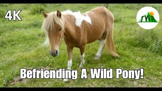 Wild Pony Encounter in the Appalachian Mountains! (Grayson Highlands State Park)