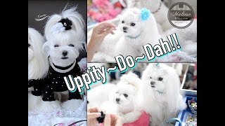 KOREAN GROOMING: Tweety's Korean Face Korean Cut~How to Trim Maltese Face 말티즈미용 Music by Emma Lee