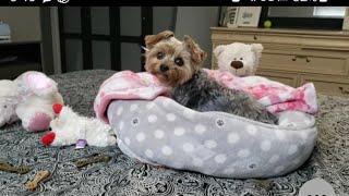 When Your Pup  HEARS the Word SWEET POTATOES 🤣 #goodmorning #yorkies #viralvideo #Rylie