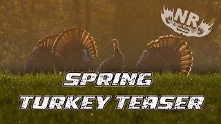 Spring King Wild Turkey Teaser