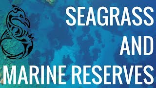 Seagrass and Marine Reserves - SAILING INDEPENDENCE Video Log 13