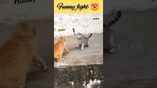 Funny Fight 🤣😂#funny #funnycats #wife #hubby