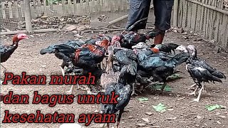 Pakan ayam murah tapi sehat