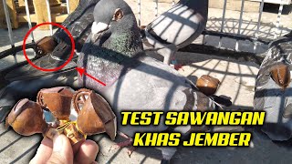 TEST + REVIEW SAWANGAN MERPATI KHAS JEMBER - MANTUL POL GAES !!