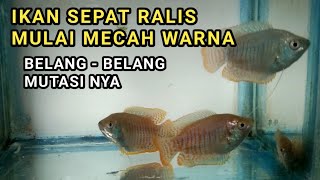 IKAN SEPAT RALIS MUTASI WARNA