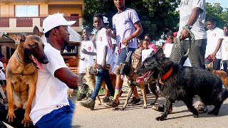 Dogs and Owners hit the streets for a massive Dog Walk in Memory of a Dog | Nala's Memorial Dog Walk