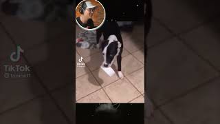 🤣Funny Dog Crazy Videos 2021🤣 🐶 TRY NOT TO LAUGH - Pha Nổi Loạn Của Cún - #Shorts