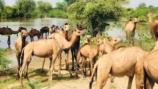 The water of the camels is going to end in the ponds