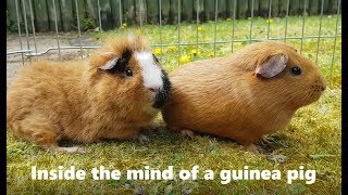 Understanding guinea pigs - Lots of squeaks & floof from Ginger and Chutney